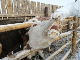 Основой профилактики заболеваний является недопущение заноса возбудителя болезни из неблагополучных хозяйств и территорий с инфицированными животными.